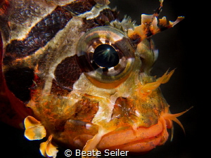 Lion fish portait by Beate Seiler 